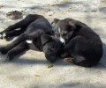 Δημοτικό Κυνοκομείο Σερρών: Επιτρέπουν στα ζώα να ζευγαρώνουν, δεν στειρώνουν τις σκυλίτσες που εγκυμονούν!
